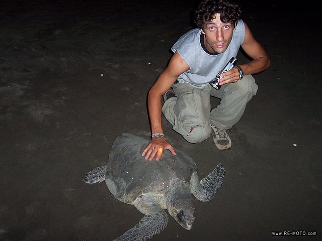 Egg-laying of turtles - Island of Ca&ntilde;as