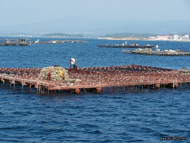 Long ropes hang from the bateas; there the tiny mussels are implanted and harvested after one year or more.
