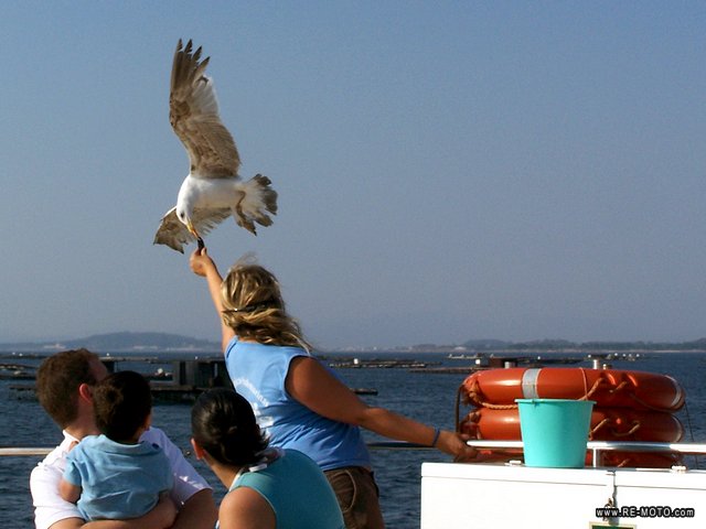 Las gaviotas atrapan los mejillones de la mano de los turistas, con el barco en movimiento y mucho viento.