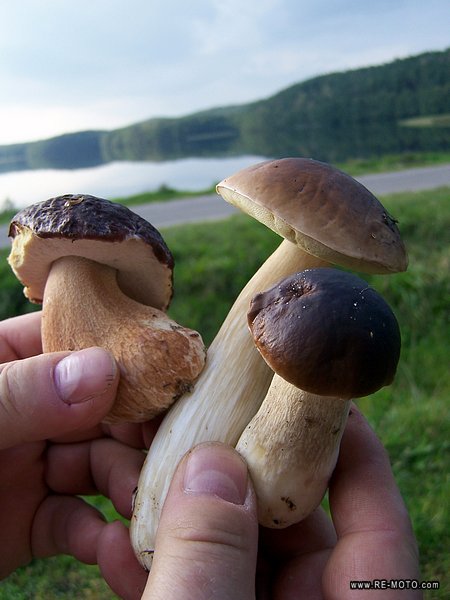 It's mushroom time. A local shows us the different edible kinds.