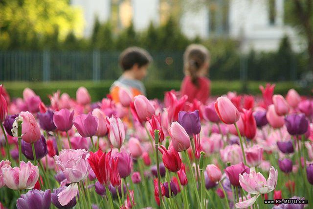 Tulipanes en una plaza de Budapest.