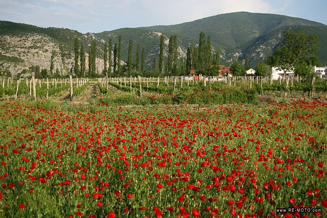 Poppy is grown between the vineyards.
