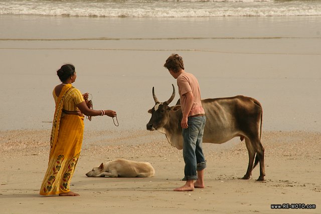 La paz que hay en las playas de Palomem es impagable. Entre perros y vacas duplican a los humanos.
