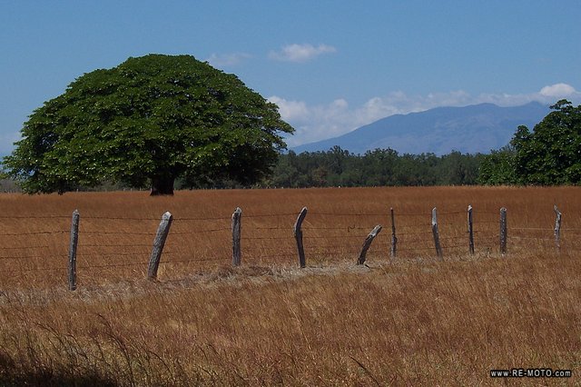 Tree of Guanacaste