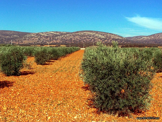 <b>Valdepe&ntilde;as</b> is surrounded by olive trees and vines.
