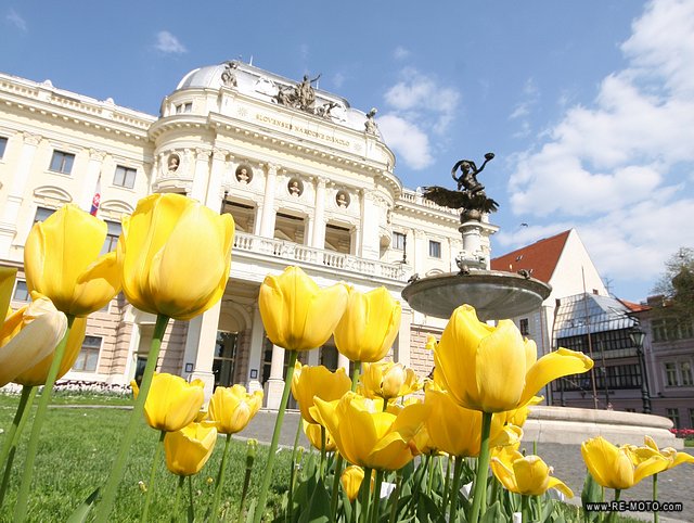 Bratislava, tulipanes.
