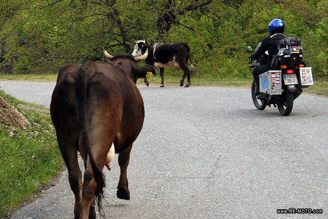 Travelling at "cow velocity"