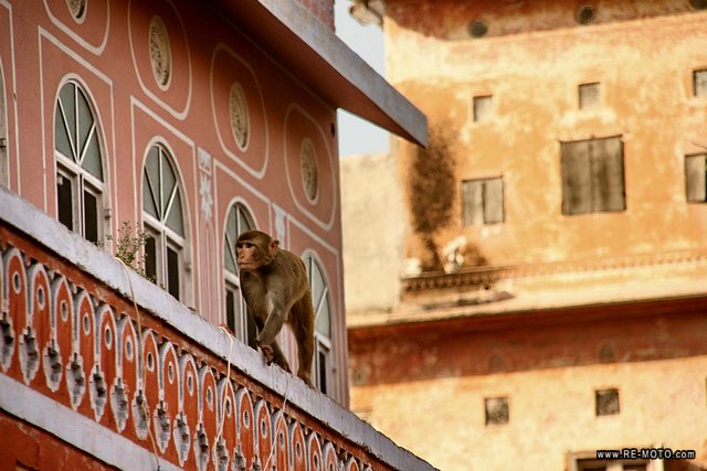 Monkeys are sacred animals in India.
