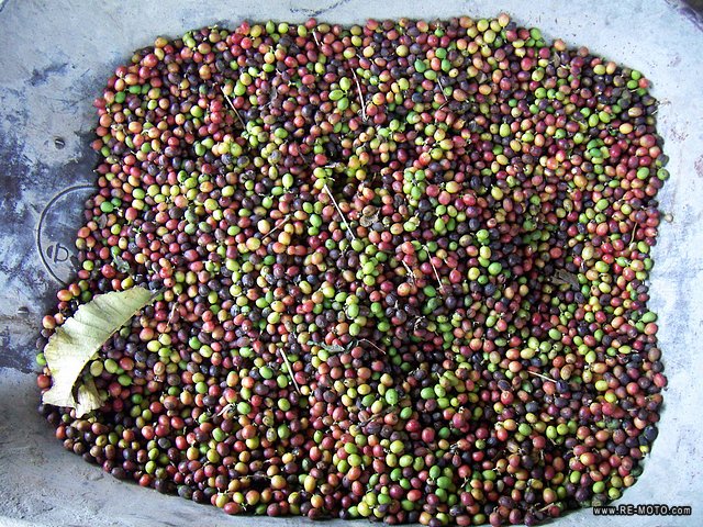 Recently harvested coffee